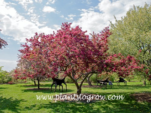 Indian Magic Ornamental Crabapple (Malus)